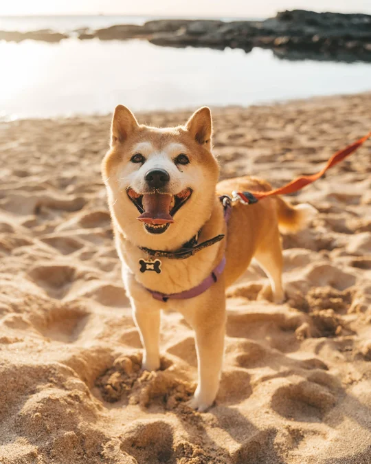 A dog on a sandy beach in warm sunlight.