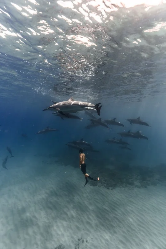 A freediver below a pod of dolphins in clear blue water.